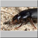 Anisodactylus binotatus - Laufkaefer 01b 11mm.jpg